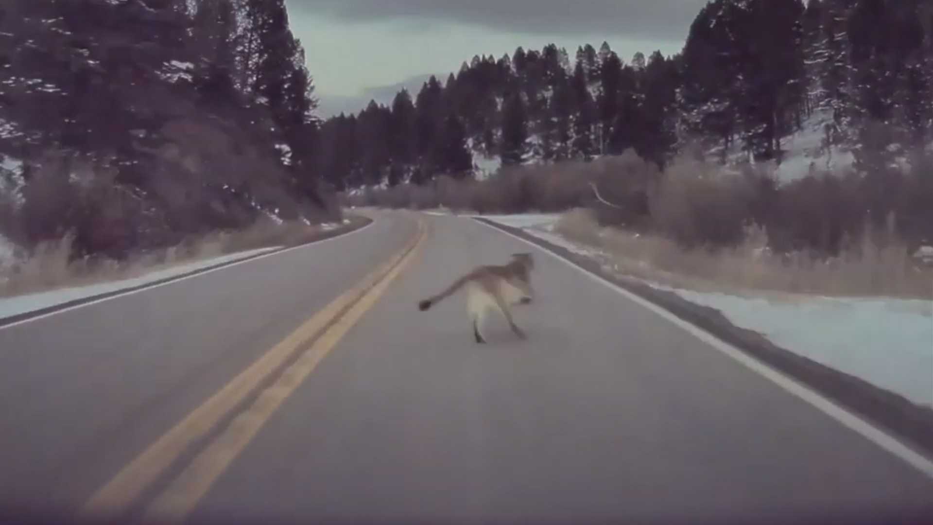 See Tesla Autopilot Brake For a Mountain Lion In Montana