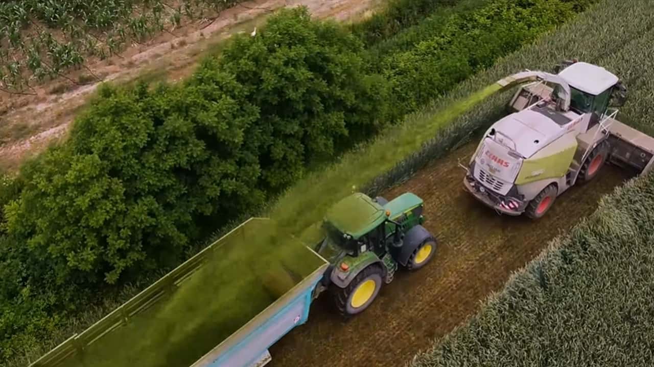 Come programmare raccolta e trincee per l’insilato di triticale