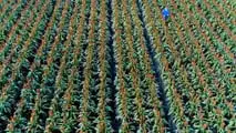 Sorgo e agricoltura di precisione: sensori, mappe di resa e macchine connesse