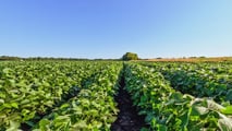 Bayer: trimestrale positiva grazie alla soia