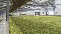 La raccolta è il vero collo di bottiglia della luppolicoltura italiana: dal training dei tralci alla scelta tra raccolta manuale, agevolata o meccanizzata.