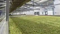 La raccolta è il vero collo di bottiglia della luppolicoltura italiana: dal training dei tralci alla scelta tra raccolta manuale, agevolata o meccanizzata.