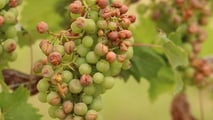 Gestione del microclima 2026 per limitare la botrite dopo la grandine