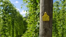 Coltivare luppolo in Italia: conviene avviare un luppoleto?