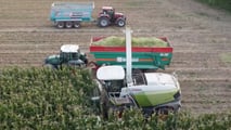 Lunghezza di trinciatura insilati: come tararla sul benessere delle bovine