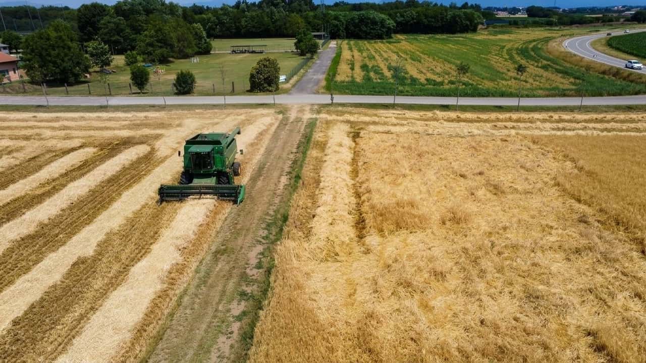 scattano-1-140-milioni-per-olio-carne-e-cereali-primo-si
