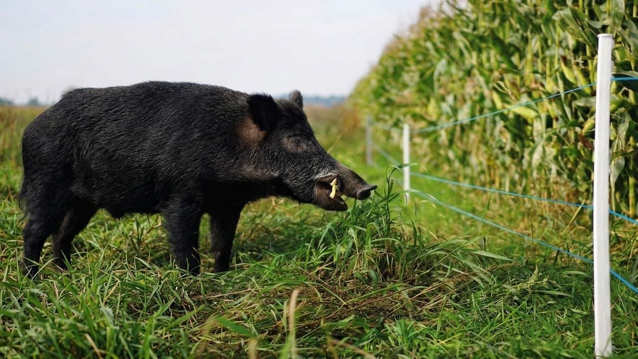 ddl-caccia-2026-cosa-cambia-per-agricoltori-e-alle-mod-msedwjc0