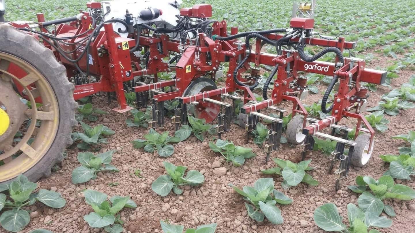 Diserbo brassicacee: le 4 soluzioni da conoscere