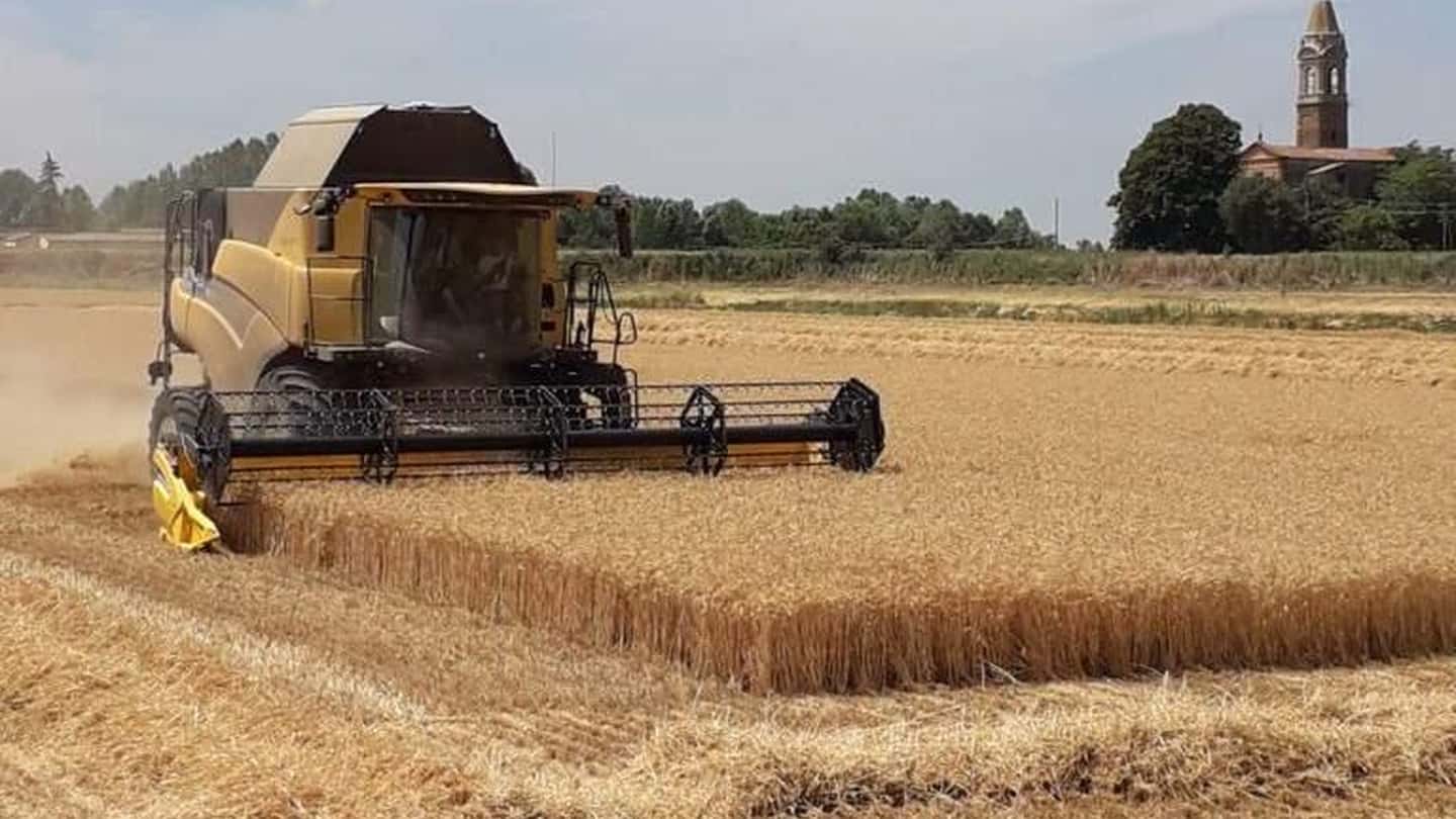 Frumento tenero 2026 in Italia: produzione e impieghi