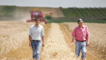 Coltiva Italia: 1 miliardo per cereali, carne e olive