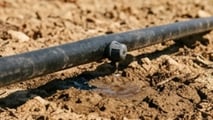 Gocciolatori autocompensanti 2026: scelta per vigneti, frutteti