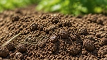 Quali granulari e biocontrolli usare contro gli elateridi nel 2026?