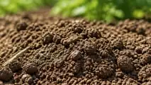 Quali granulari e biocontrolli usare contro gli elateridi nel 2026?