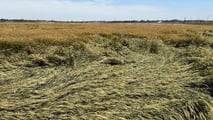 Allettamento cereali 2026: cause climatiche e danni