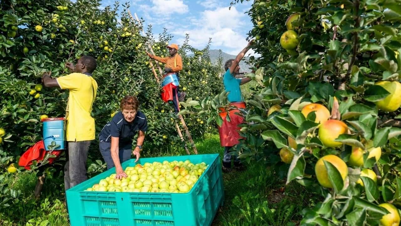 quote-immigrazione-2026-gia-bruciate-agricoltura-e-colf-senza-stagionali-via-al