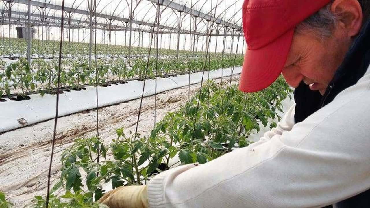 Orticoltura: cresce l'export