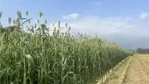 Seminart: la raccolta del sorgo Toretto seminato da Giulia