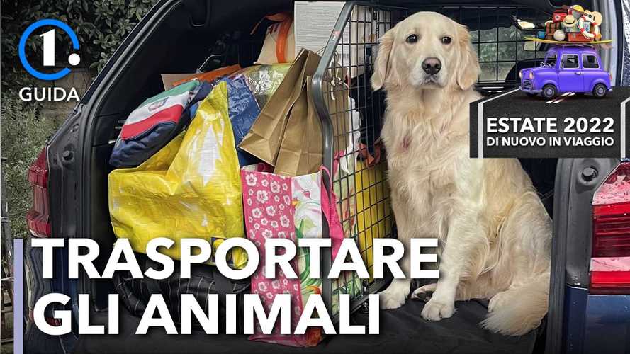 Trasportare animali in auto: accessori utili e prezzi