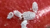 Cocciniglia agrumi: la lotta