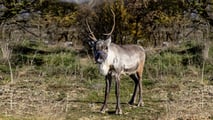 Rudolph, la Renna di Babbo Natale
