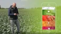 Cropalyser di Bejo: app per analizzare la salute delle colture
