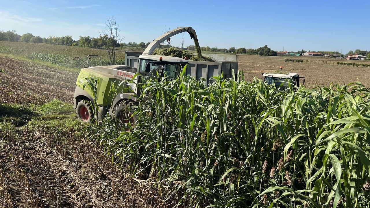 Seminart Dolce Letizia: il mix per il sorgo performante