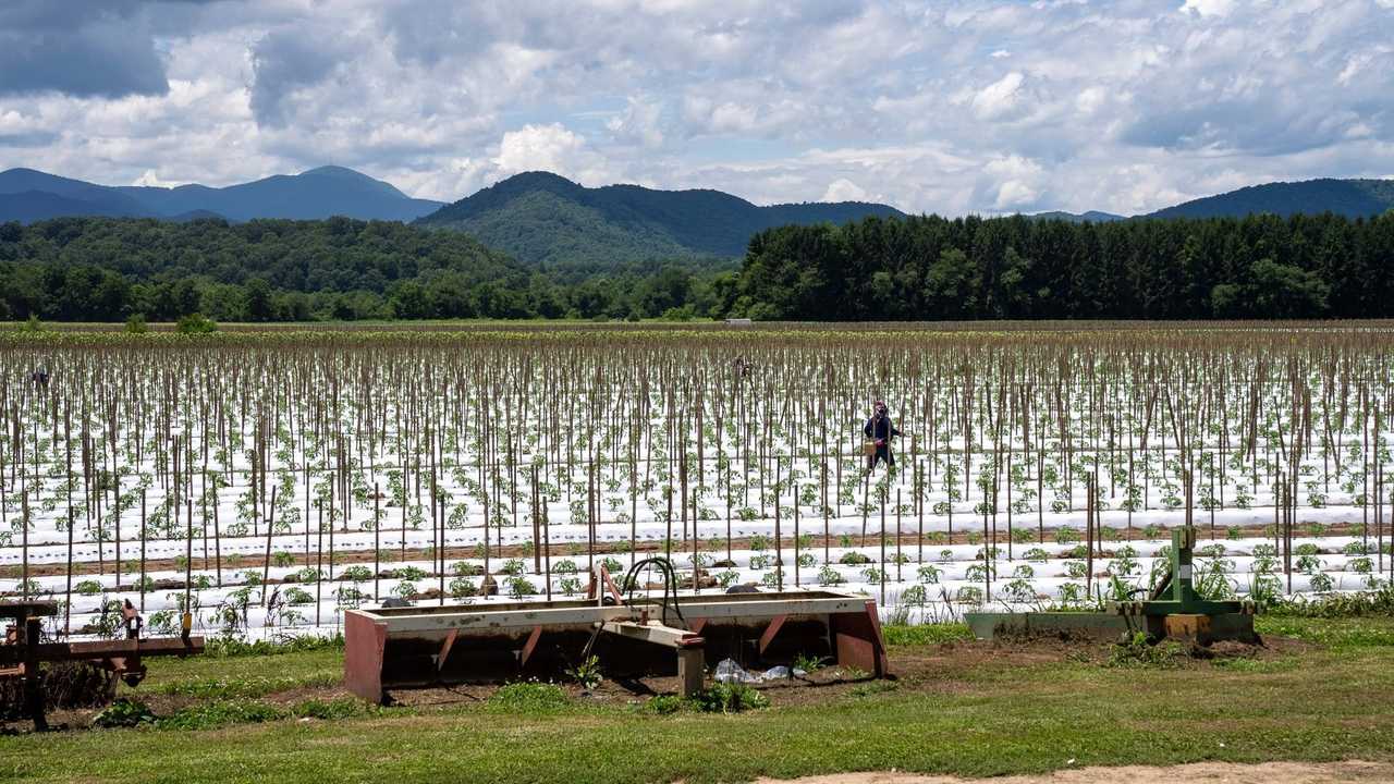 Agricoltura biologica: a rischio fondi PAC