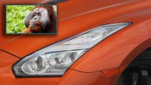 Orangutan