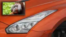 Orangutan