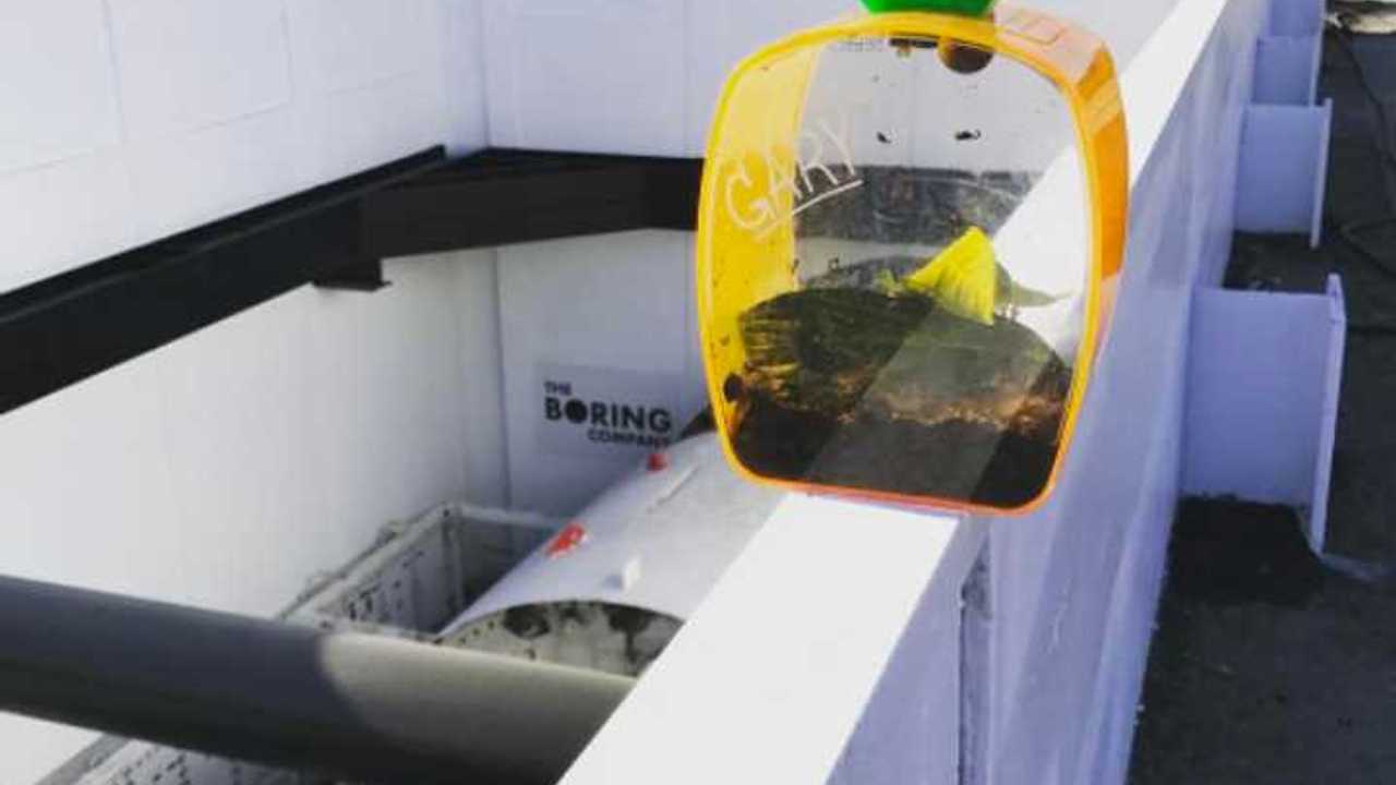 Gary the pet snail can dig 14 times faster than current, traditional tunneling machines, and has become the inspiration for 'Godot', The Boring Company's first machine.