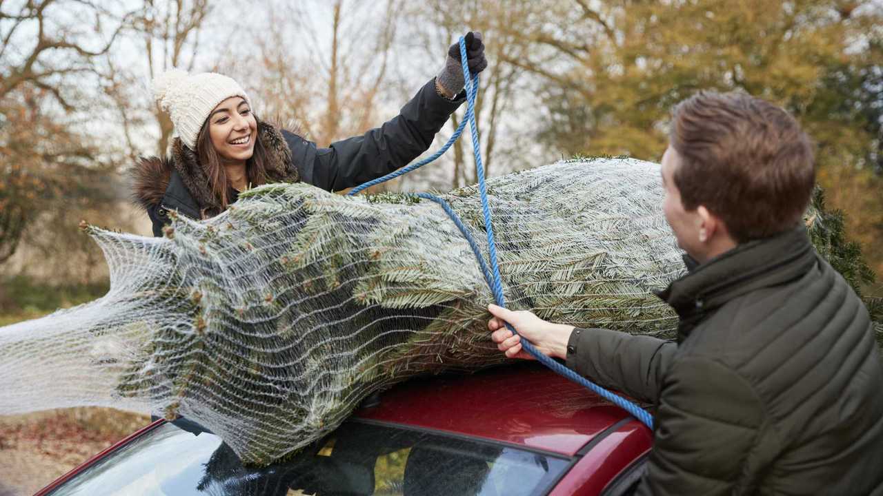 Young couple securing Christmas tree to roof of car
