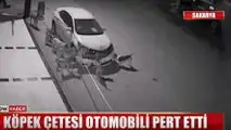 Dog gang wrecking a Toyota Corolla