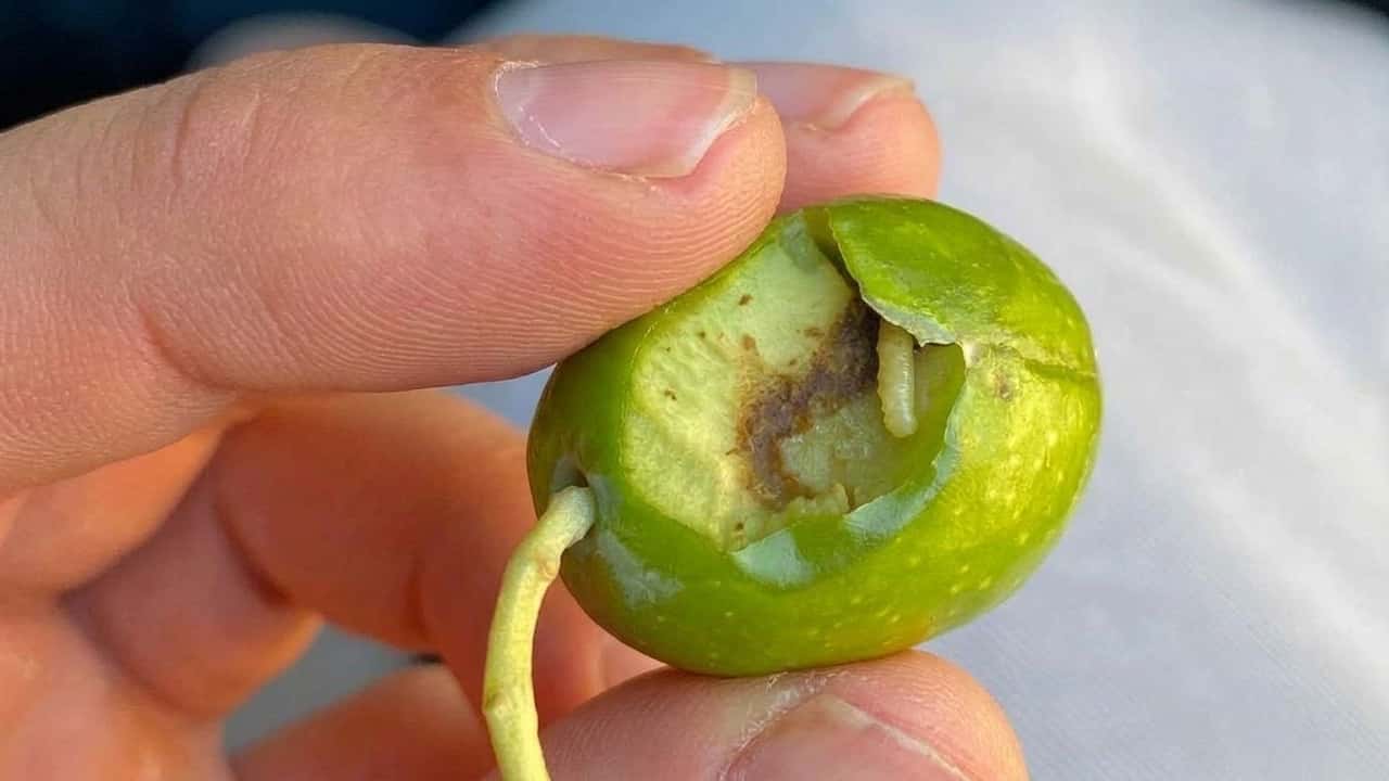 mosca-dellolivo-il-batterio-nascosto-che-disarma-loleuropeina
