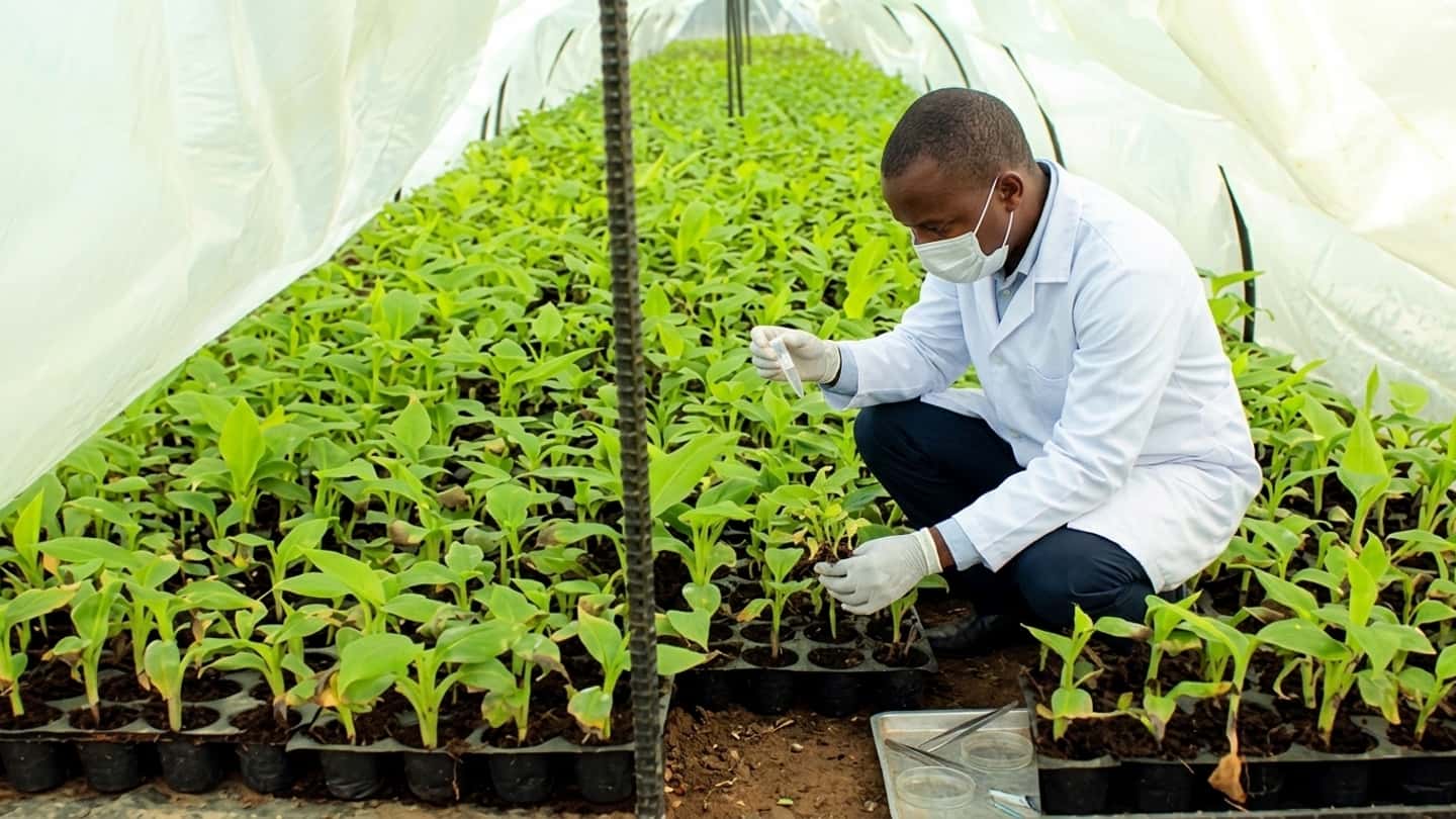 Micropropagazione delle piante e acclimatazione in serra