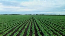 Applicare il modello 4R alla fertilizzazione della soia per pianificare fonte, dose, momento e posizione dei nutrienti riducendo le emissioni di N2O