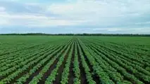 Applicare il modello 4R alla fertilizzazione della soia per pianificare fonte, dose, momento e posizione dei nutrienti riducendo le emissioni di N2O