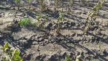 Clima estremo e cooperative: il rischio di perdere la mutualità prevalente con più tasse e adempimenti. Cosa dice la legge oggi