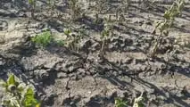Clima estremo e cooperative: il rischio di perdere la mutualità prevalente con più tasse e adempimenti. Cosa dice la legge oggi