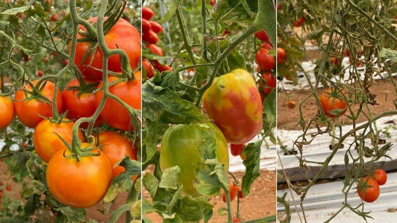 rivoluzione-2027-pomodori-ngt-per-fermare-i-focolai-virali