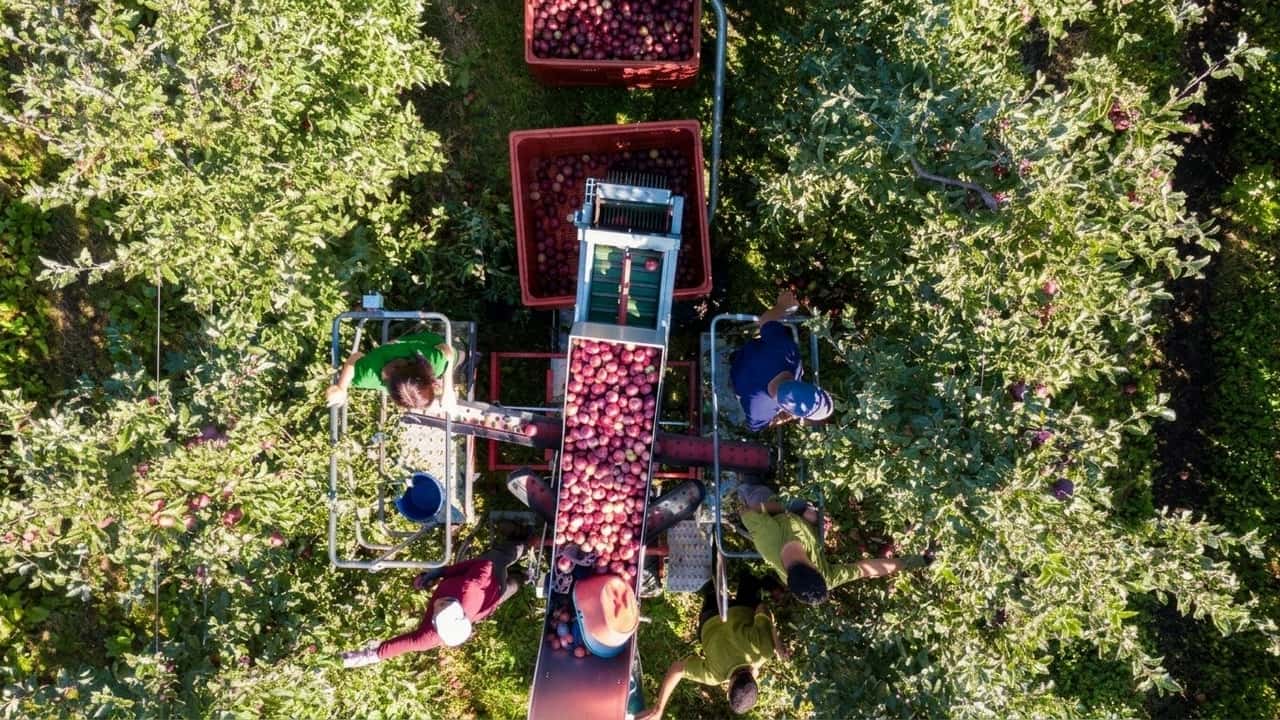 allarme-mele-produzione-ue-sotto-i-10-milioni