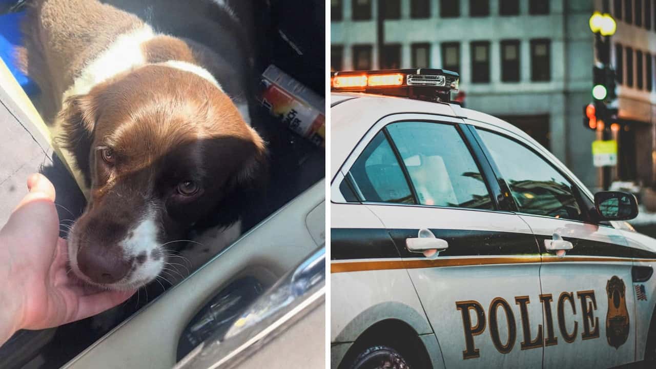 Woman Sees A Dog In A Car. Then She Calls 911