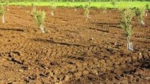 Coltiva Italia: 1 miliardo per cereali, carne e olive
