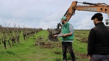 Francia-Gironda: 430 domande per riconvertire 4.400 ettari di vigne