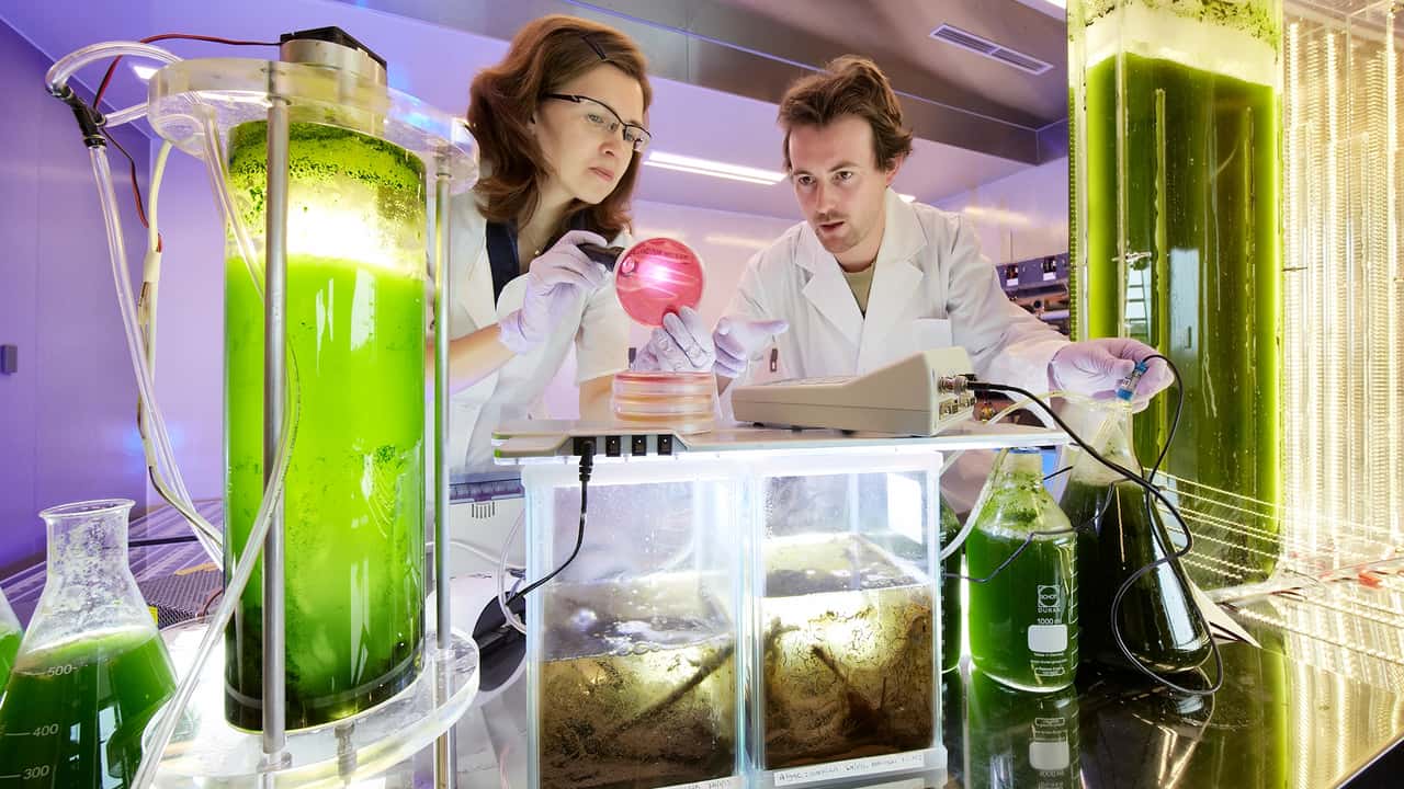 La creazione di una cella a combustibile microbica o MFC