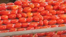 Pomodoro da industria Fantix di Syngenta