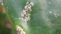 Cocciniglia agrumi: la lotta