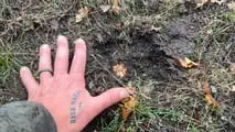 A fresh black bear track. 