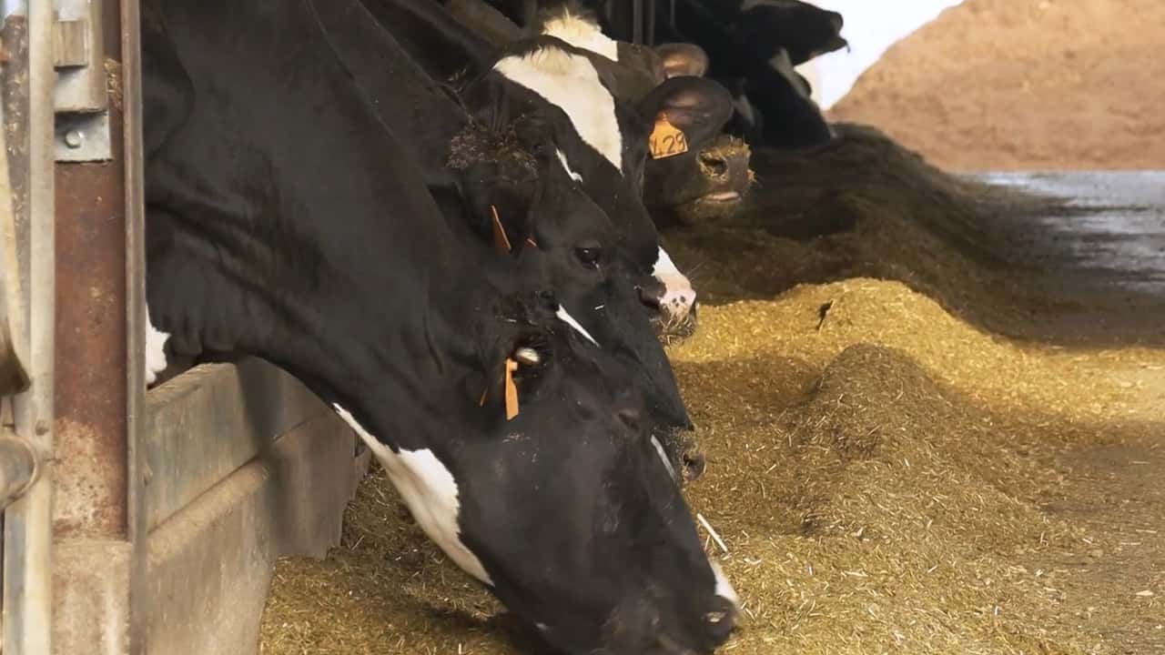 Pacchetto Omnibus UE 2026: cosa cambia per i mangimi professionali