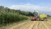 Seminart: la raccolta del sorgo Toretto seminato da Giulia