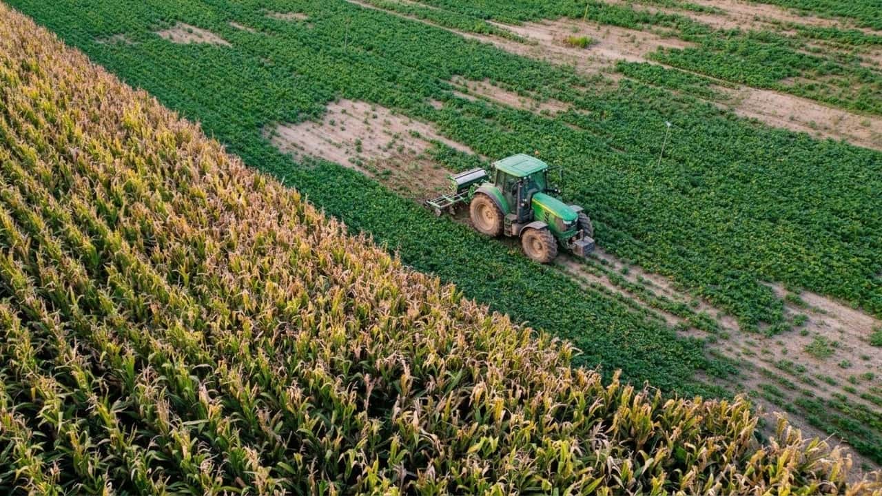 mais-dimezzato-soia-a-95-come-ventanni-di-rese-e-importazioni-cambiano-i-campi-i